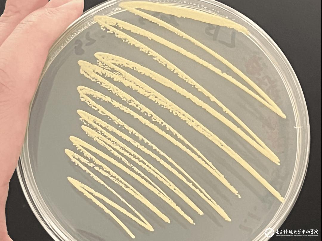 sunbet申博,申博官网,sunbet官网